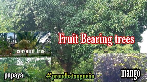 fast growing trees in the philippines|Most Common Fast Growing Fruit Bearing Trees in .